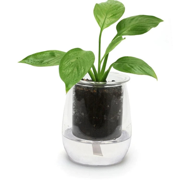 Plant Style Box